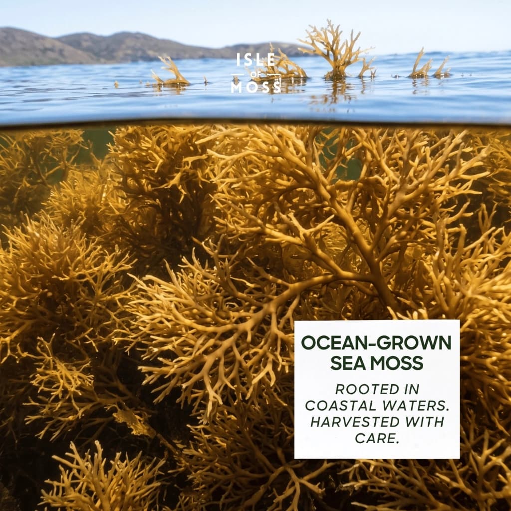 Raw Sun-Dried Sea Moss image 3